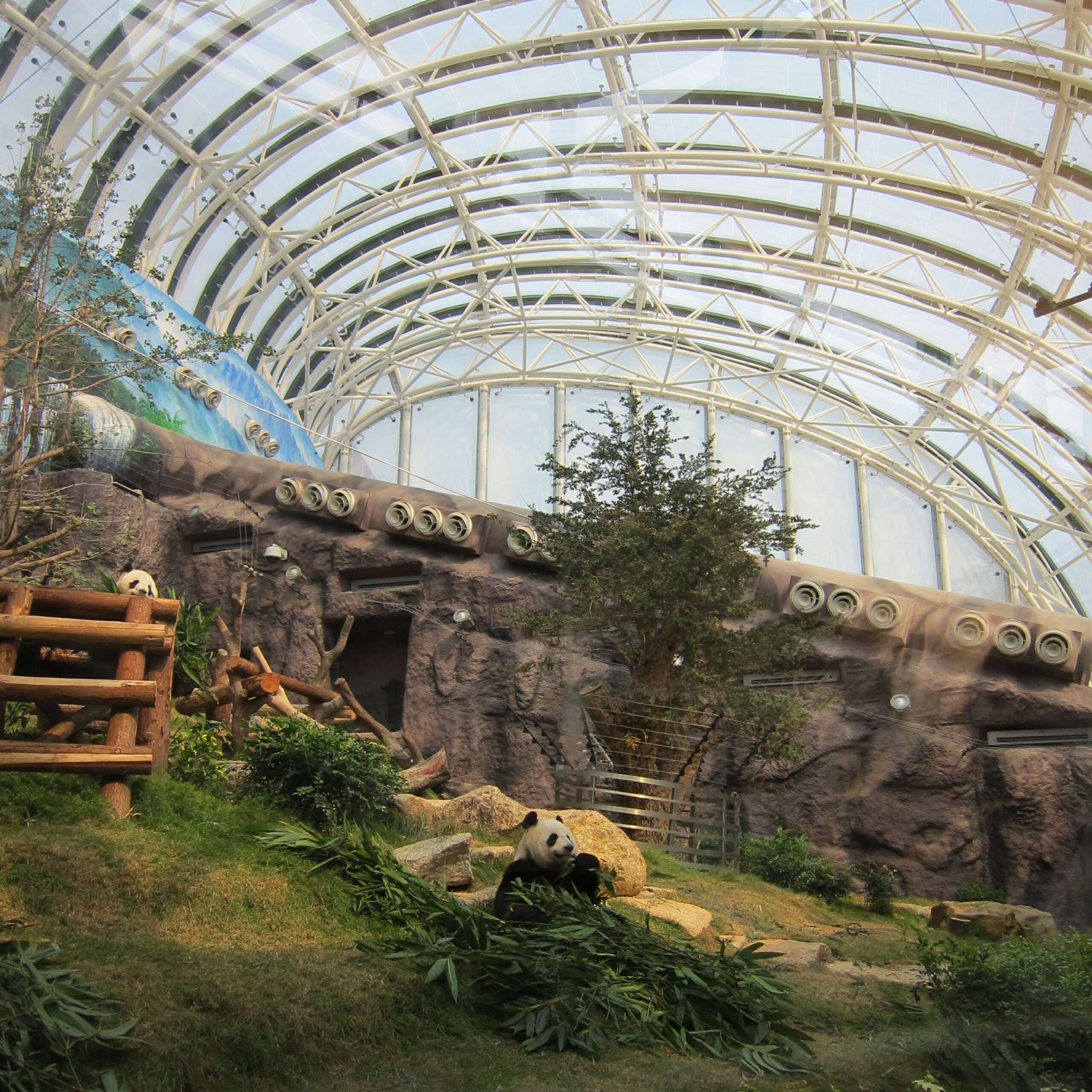 ETFE Hong Kong: Ocean Park Panda House uses a 2,600 m² transparent ETFE roof to bring daylight, habitat comfort and durability to a zoo environment.